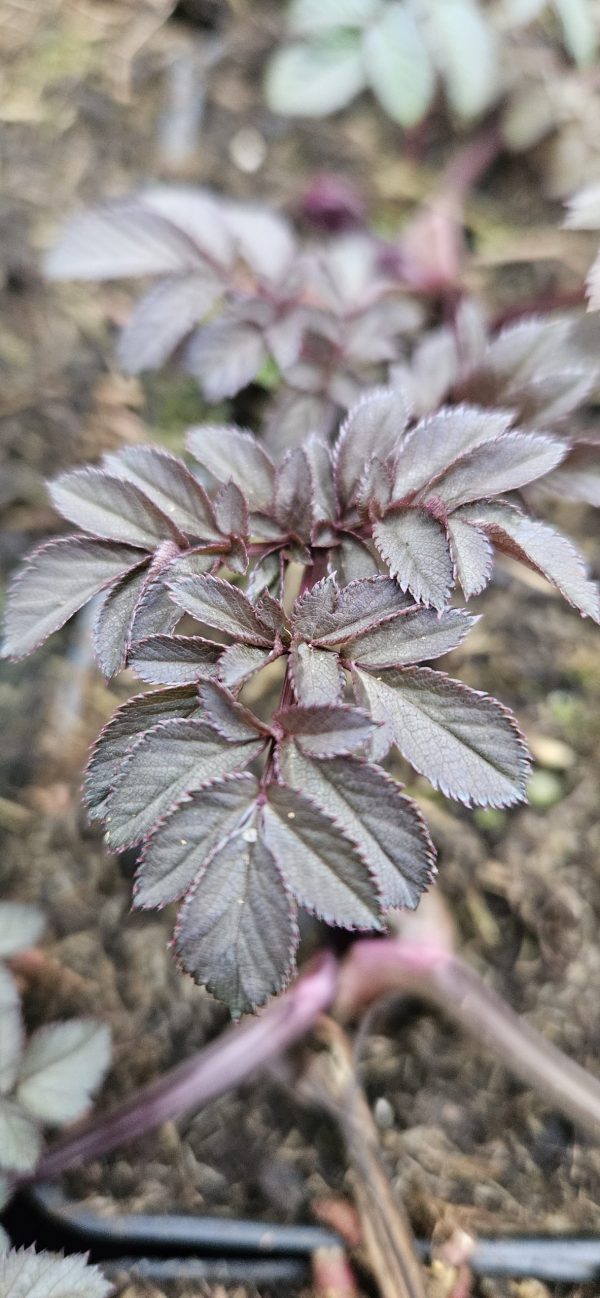 Angelica sylvestris 'Ebony'3 Angelica sylvestris 'Ebony'