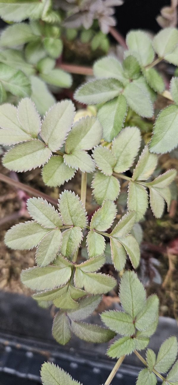 Angelica sylvestris 'Vicar's Mead'