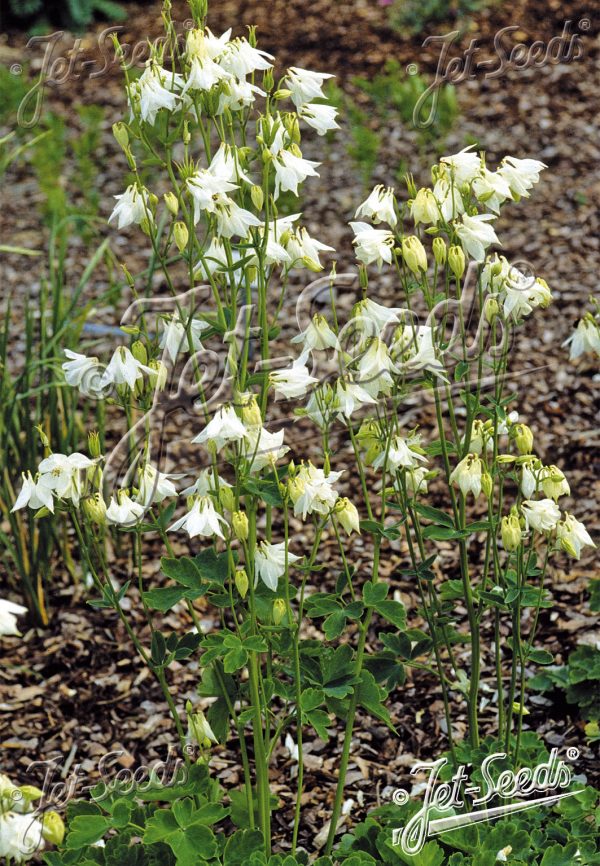 Aquilegia vulgaris 'Munstead White'
