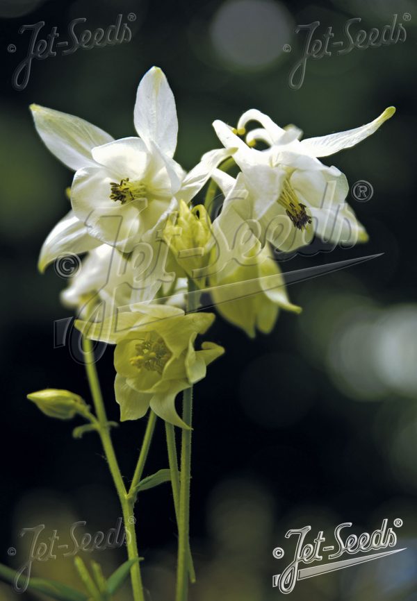 Aquilegia vulgaris 'Munstead White'
