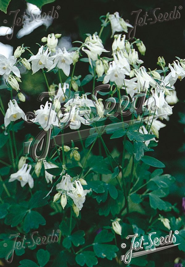 Aquilegia vulgaris 'Munstead White'