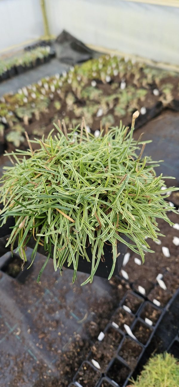 Armeria 'Nifty Thrifty'2 Armeria 'Nifty Thrifty'