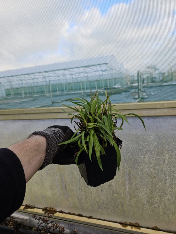 Armeria pseudarmeria 'Ballerina Lilac' Armeria pseudarmeria 'Ballerina Lilac'