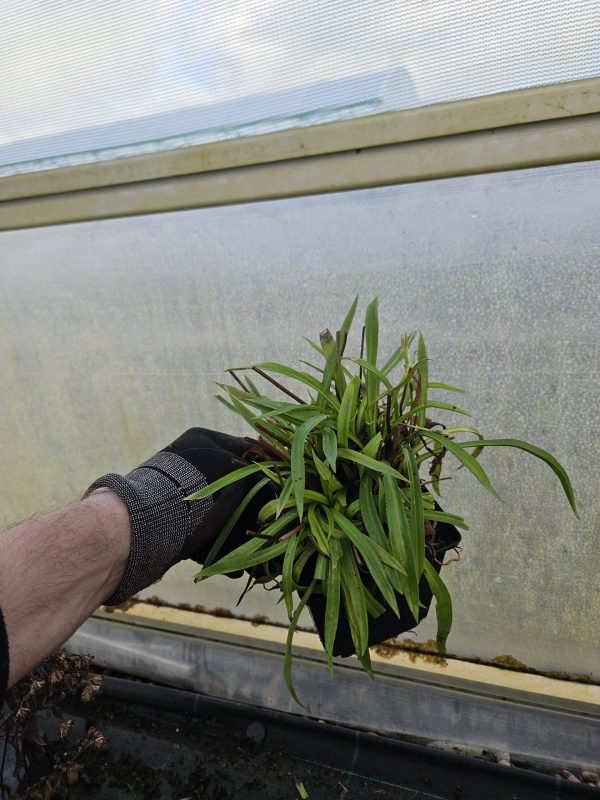Armeria pseudarmeria 'Ballerina Lilac'2 Armeria pseudarmeria 'Ballerina Lilac'