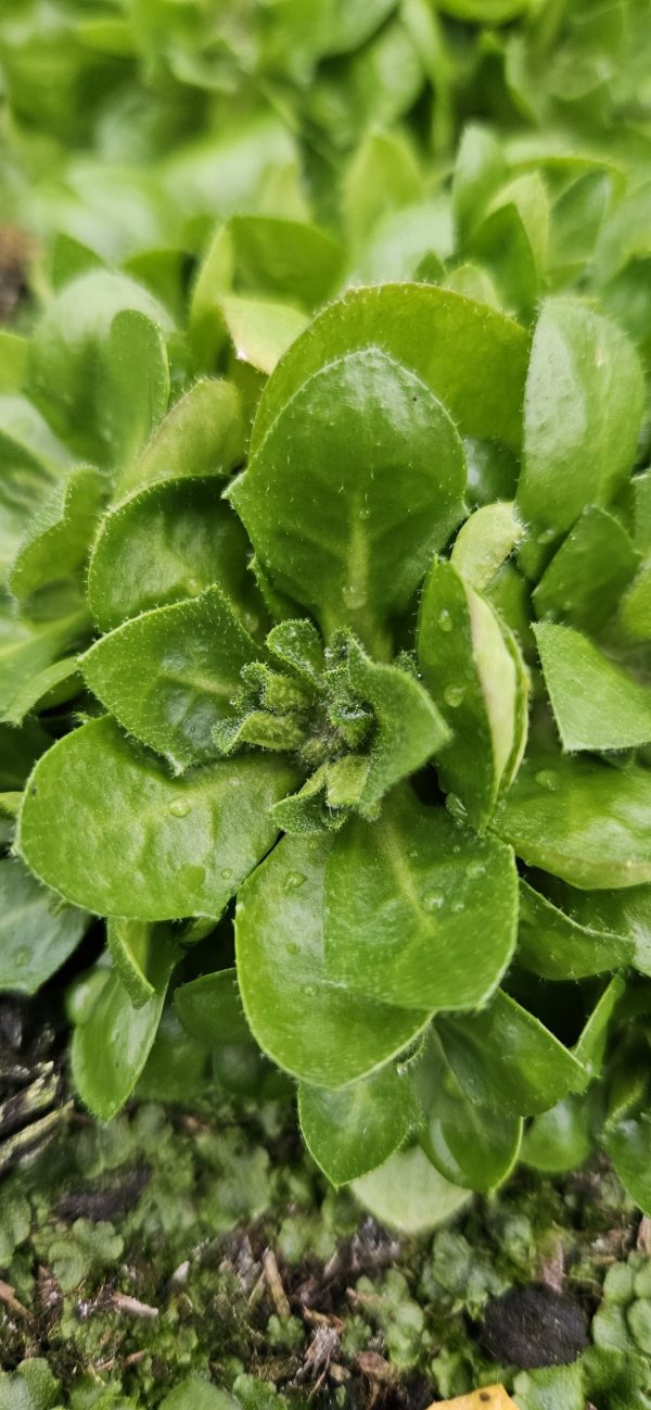 Aubrieta 'Just Spring Blue' Aubrieta 'Just Spring Blue'