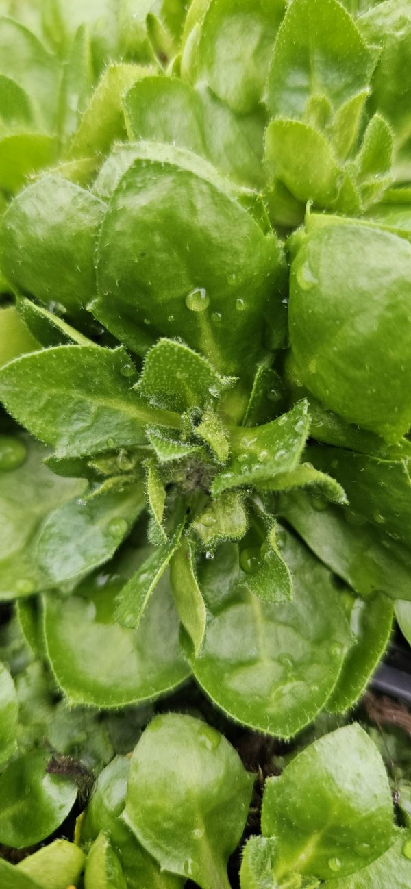 Aubrieta 'Just Spring Blue'2 Aubrieta 'Just Spring Blue'