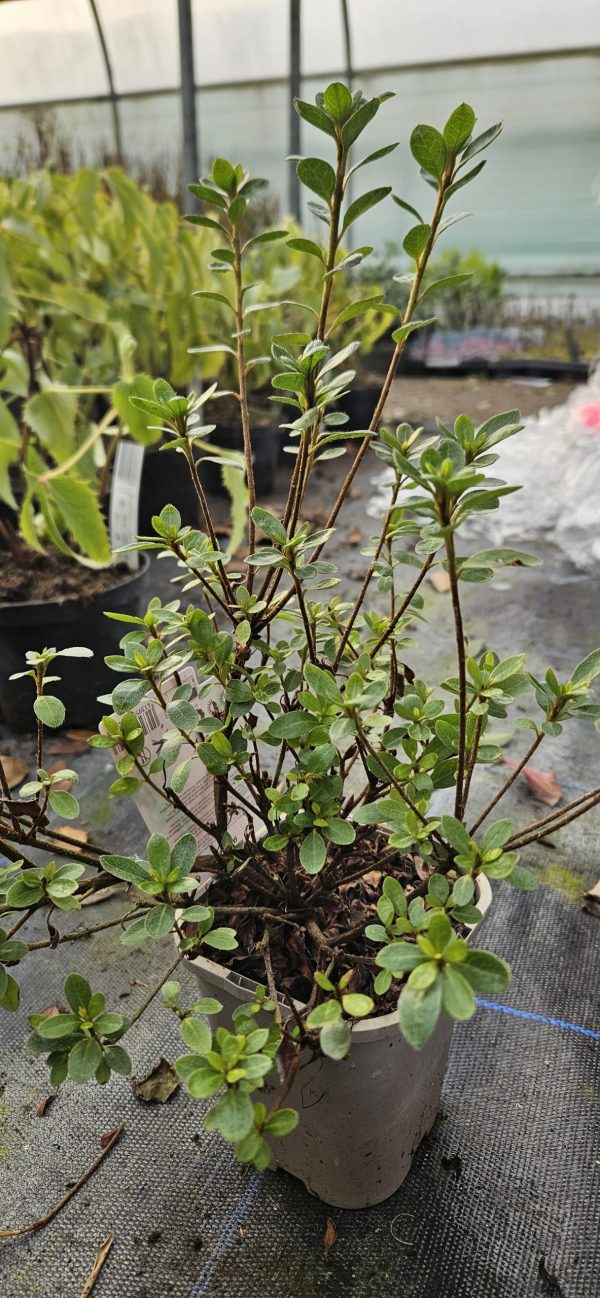 Azalea japonica 'Anouk'