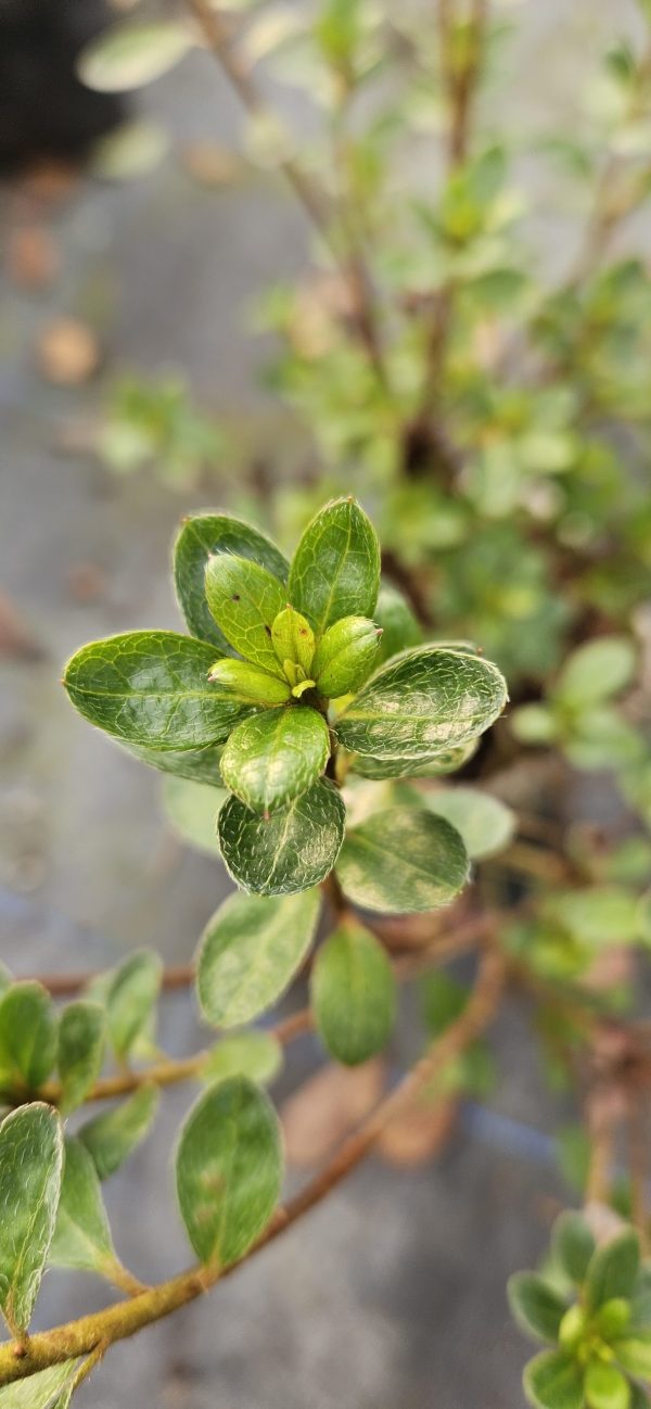Azalea japonica 'Anouk'