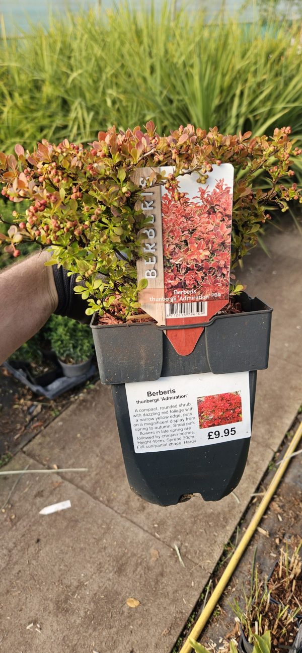 Berberis thunbergii 'Admiration'