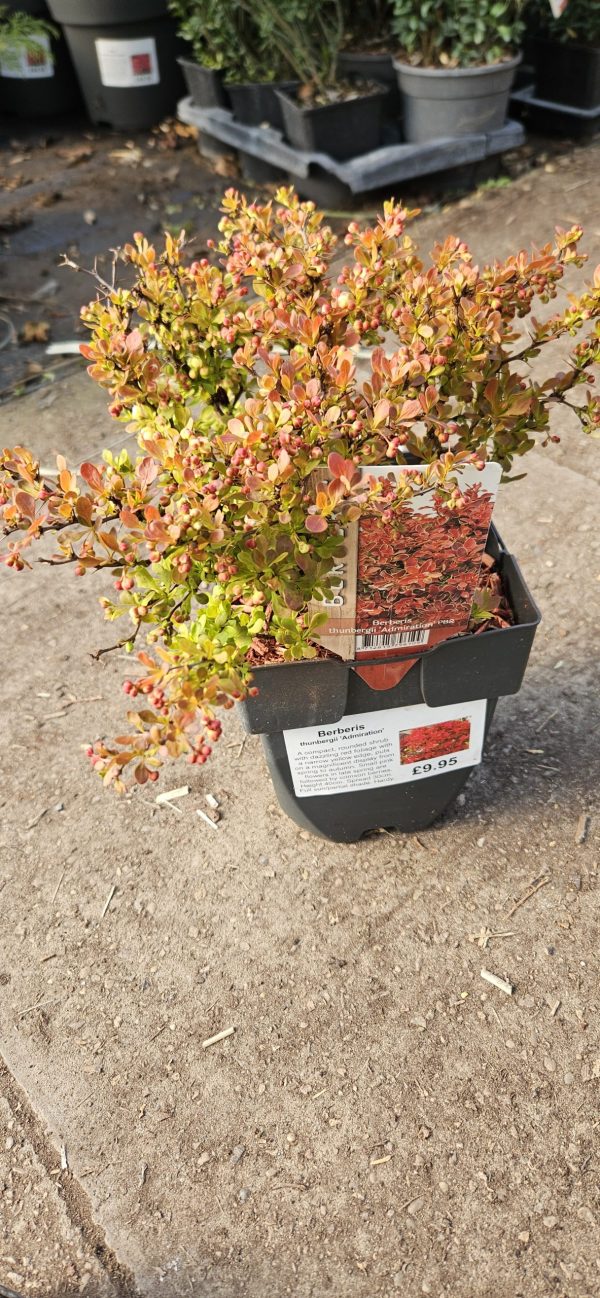 Berberis thunbergii 'Admiration'