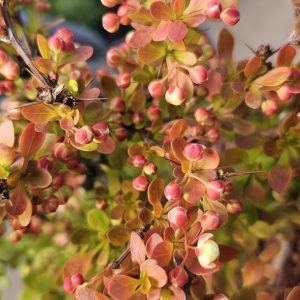 Berberis thunbergii 'Admiration'