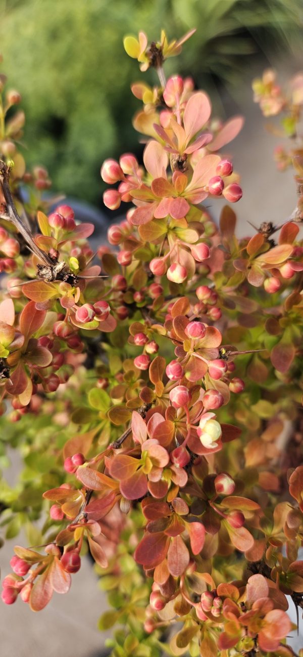 Berberis thunbergii 'Admiration'