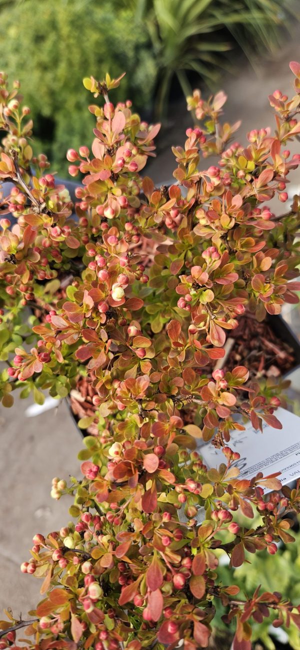 Berberis thunbergii 'Admiration'