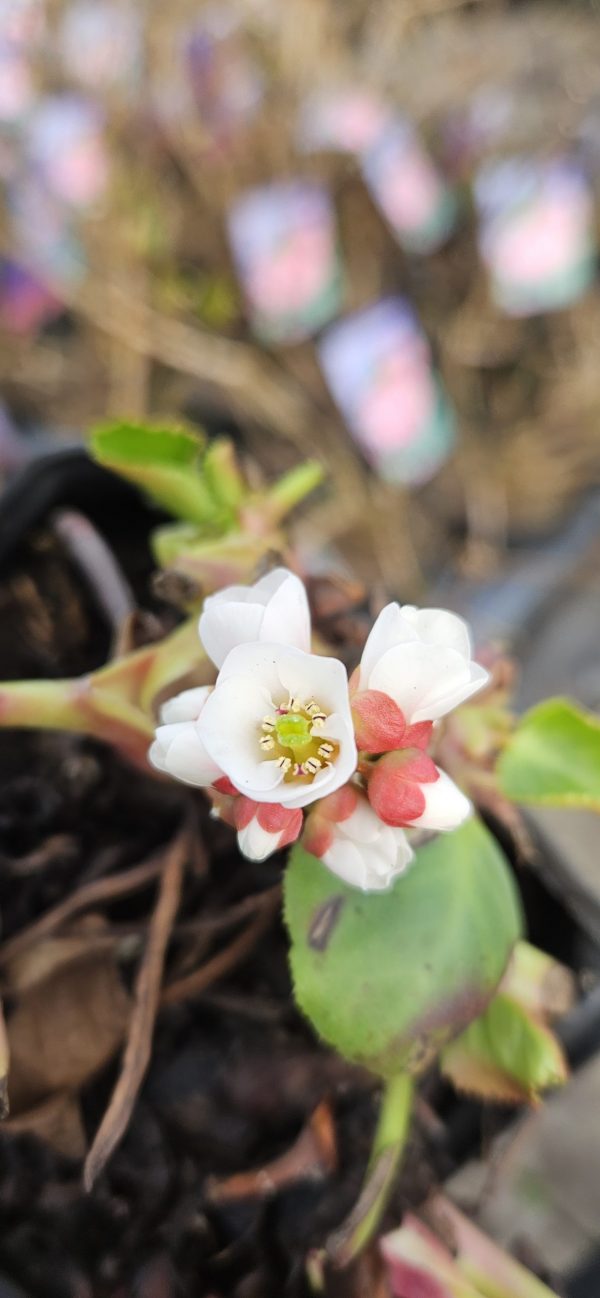 Bergenia 'Harzkristall'