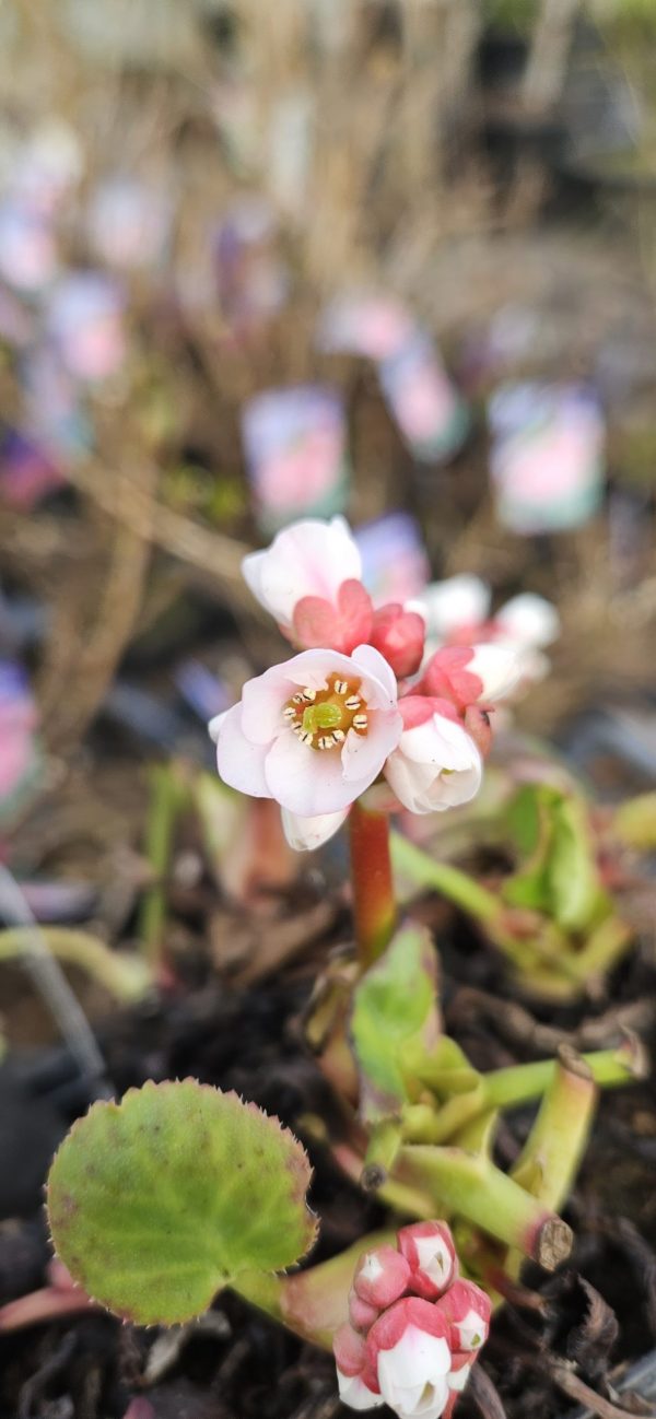 Bergenia 'Harzkristall'