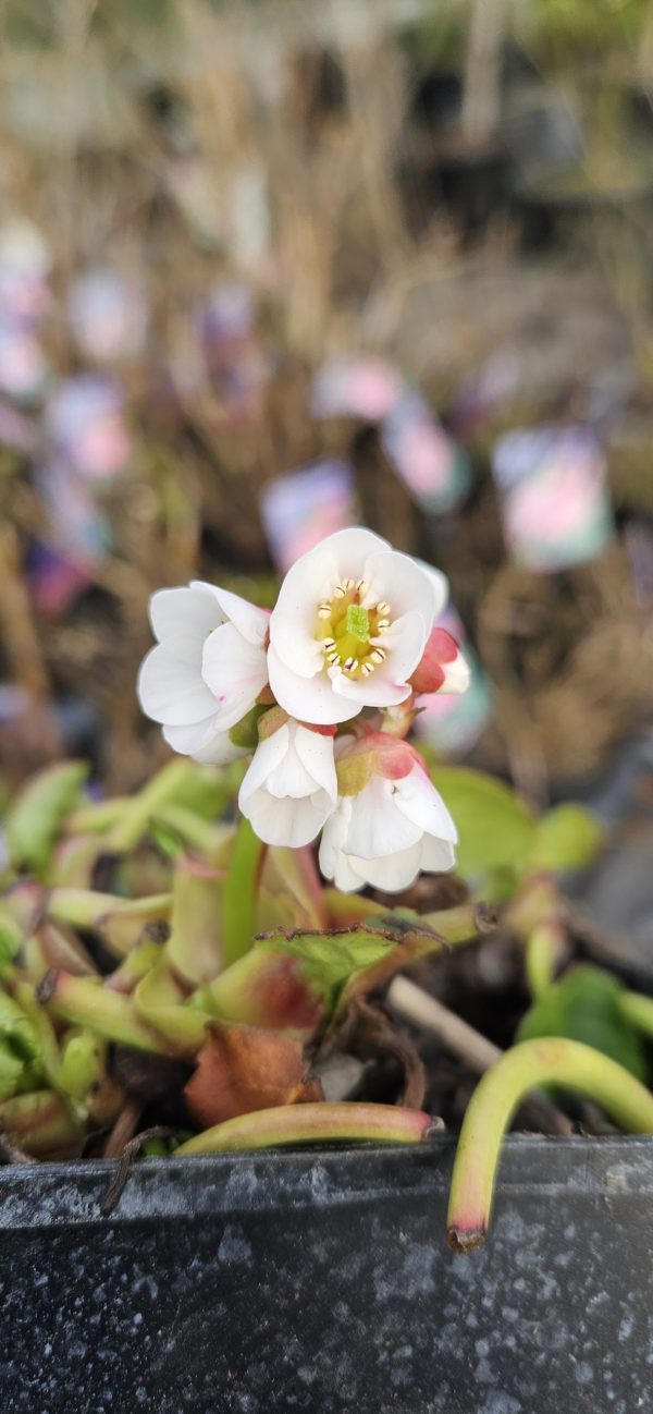 Bergenia 'Harzkristall'