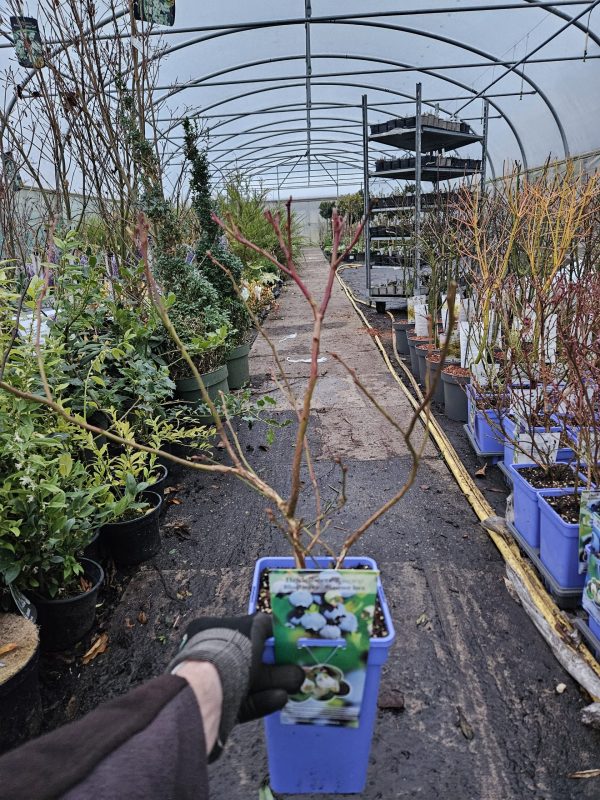 Blueberry 'Bluecrop'