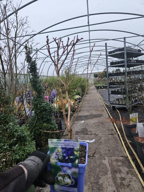 Blueberry 'Brigitta Blue' Blueberry 'Brigitta Blue'