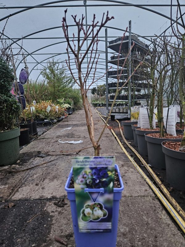 Blueberry 'Brigitta Blue'2 Blueberry 'Brigitta Blue'