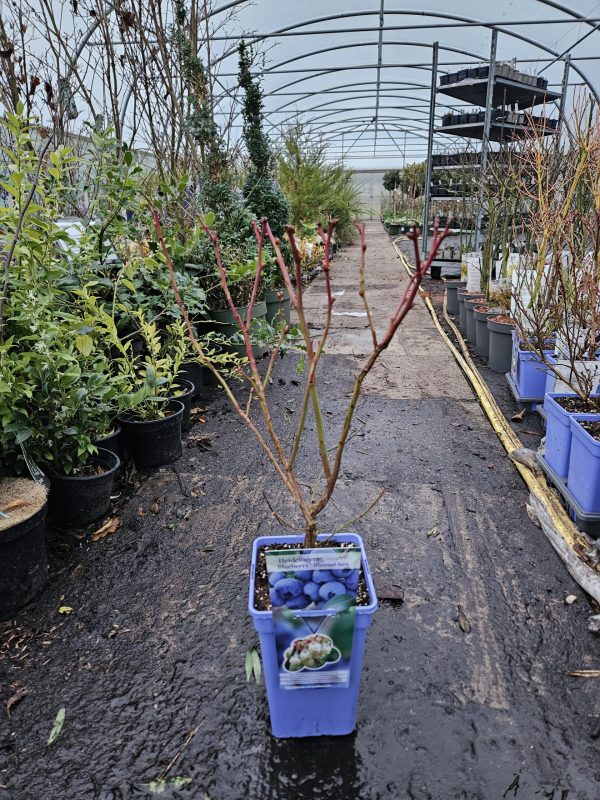 Blueberry 'Chandler'