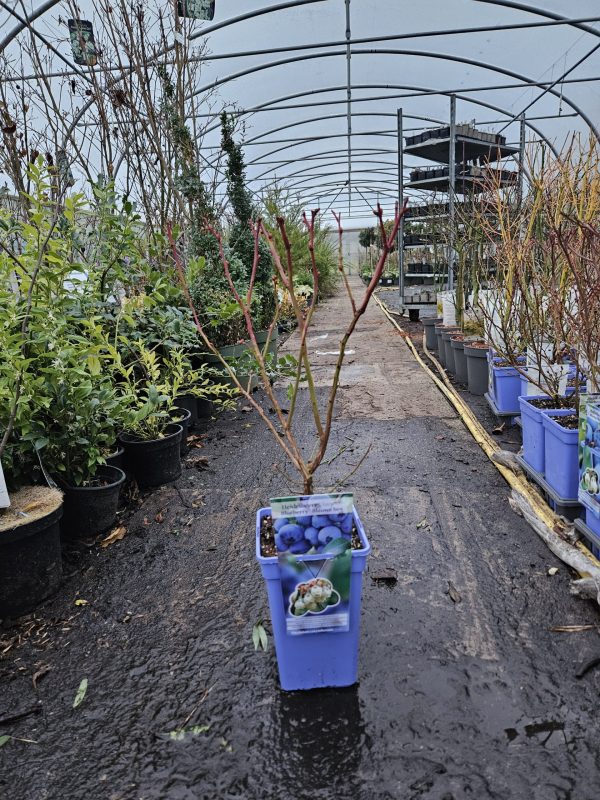 Blueberry 'Chandler'