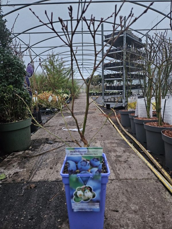 Blueberry 'Ozark Blue'