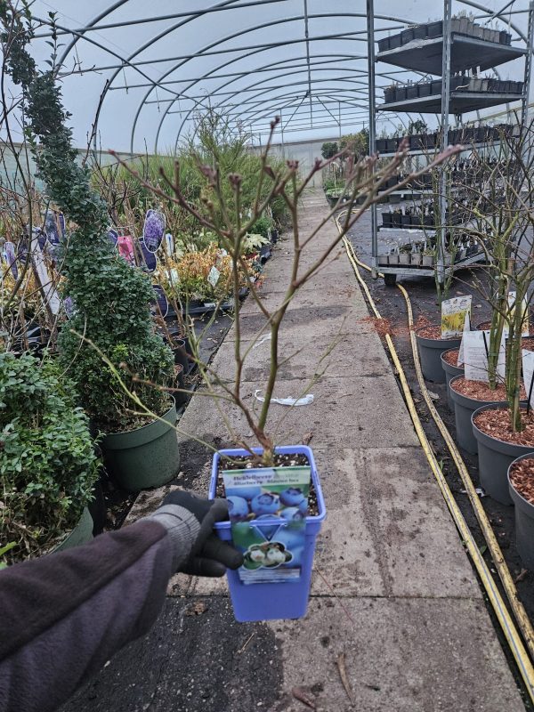 Blueberry 'Ozark Blue'