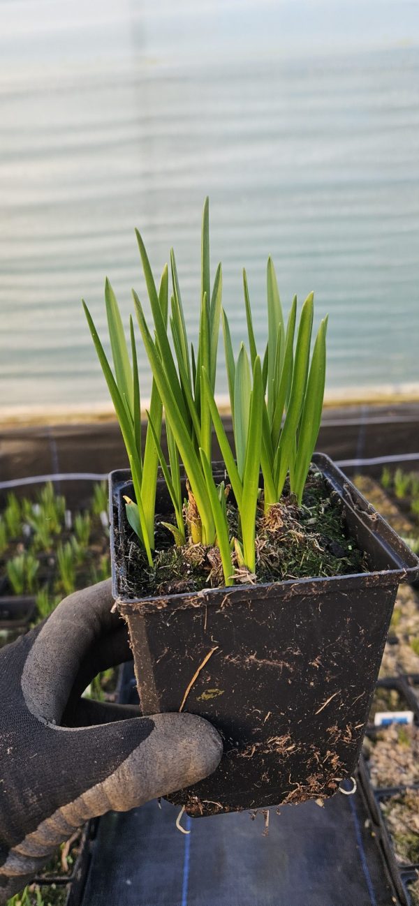 Camassia leichtlinii 'Alba'