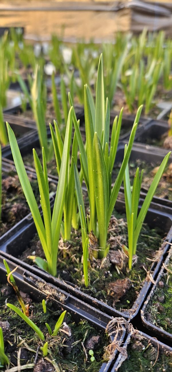 Camassia leichtlinii 'Alba'