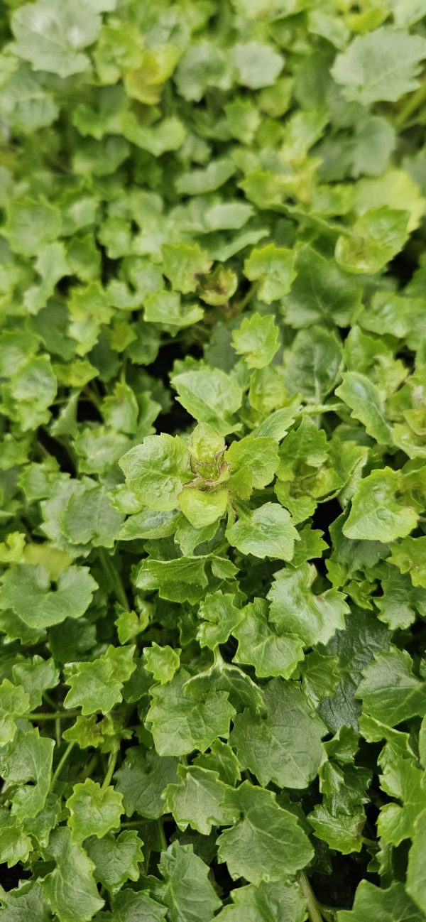 Campanula portenschlagiana 'Catharina'