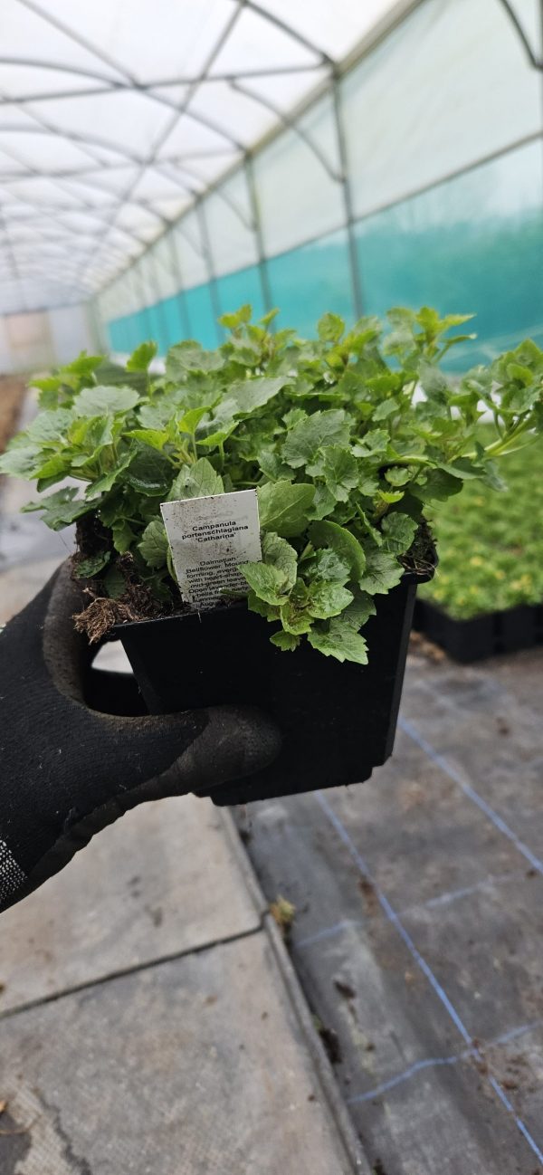Campanula portenschlagiana 'Catharina'