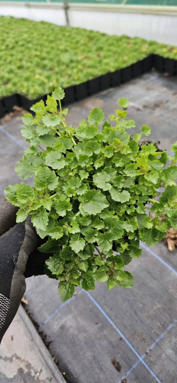 Campanula portenschlagiana 'Catharina'