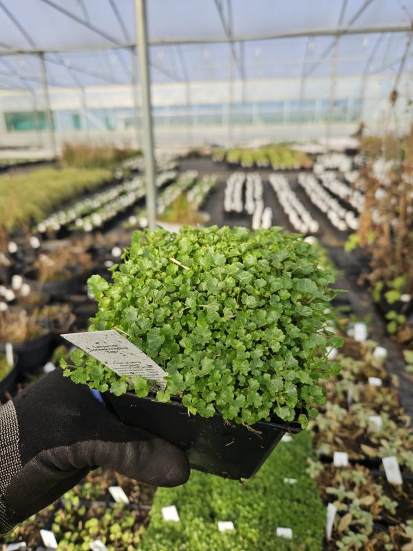 Campanula portenschlagiana 'Sago' Campanula portenschlagiana 'Sago'