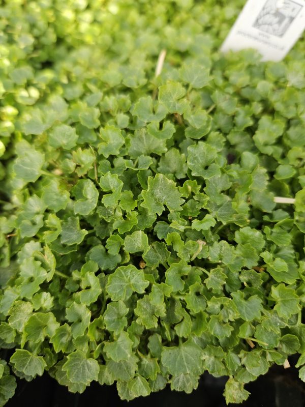 Campanula portenschlagiana 'Sago'2 Campanula portenschlagiana 'Sago'