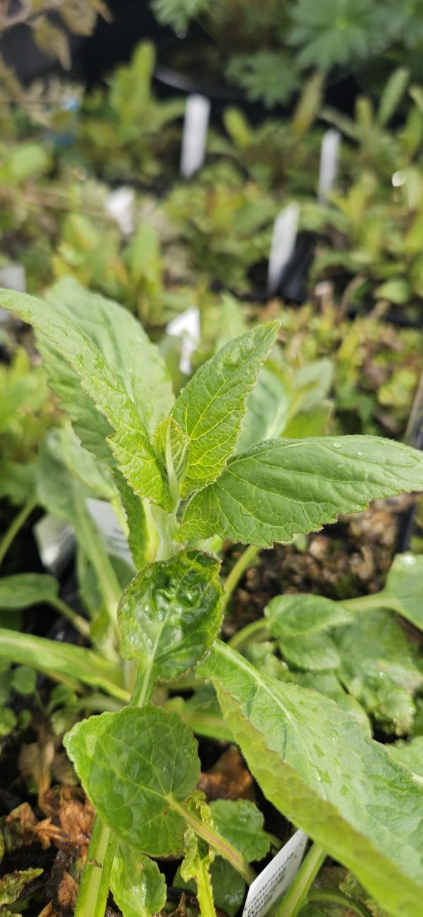 Campanula punctata 'Wedding Bells' Campanula punctata 'Wedding Bells'