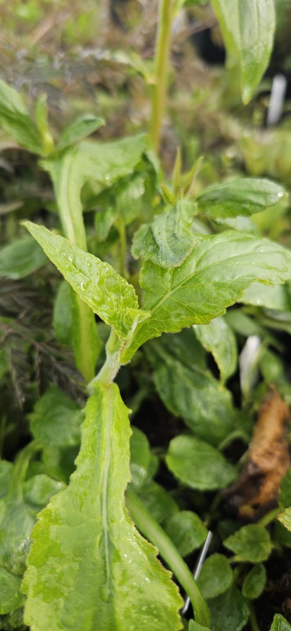 Campanula punctata 'Wedding Bells'2 Campanula punctata 'Wedding Bells'