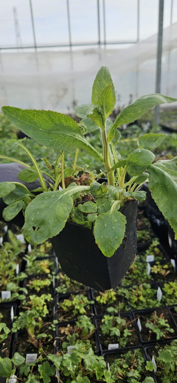 Campanula punctata 'Wedding Bells'3 Campanula punctata 'Wedding Bells'