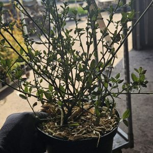 Ceanothus thyrsiflorus 'Millerton Point'