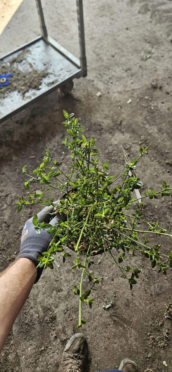 Ceanothus thyrsiflorus 'Millerton Point'