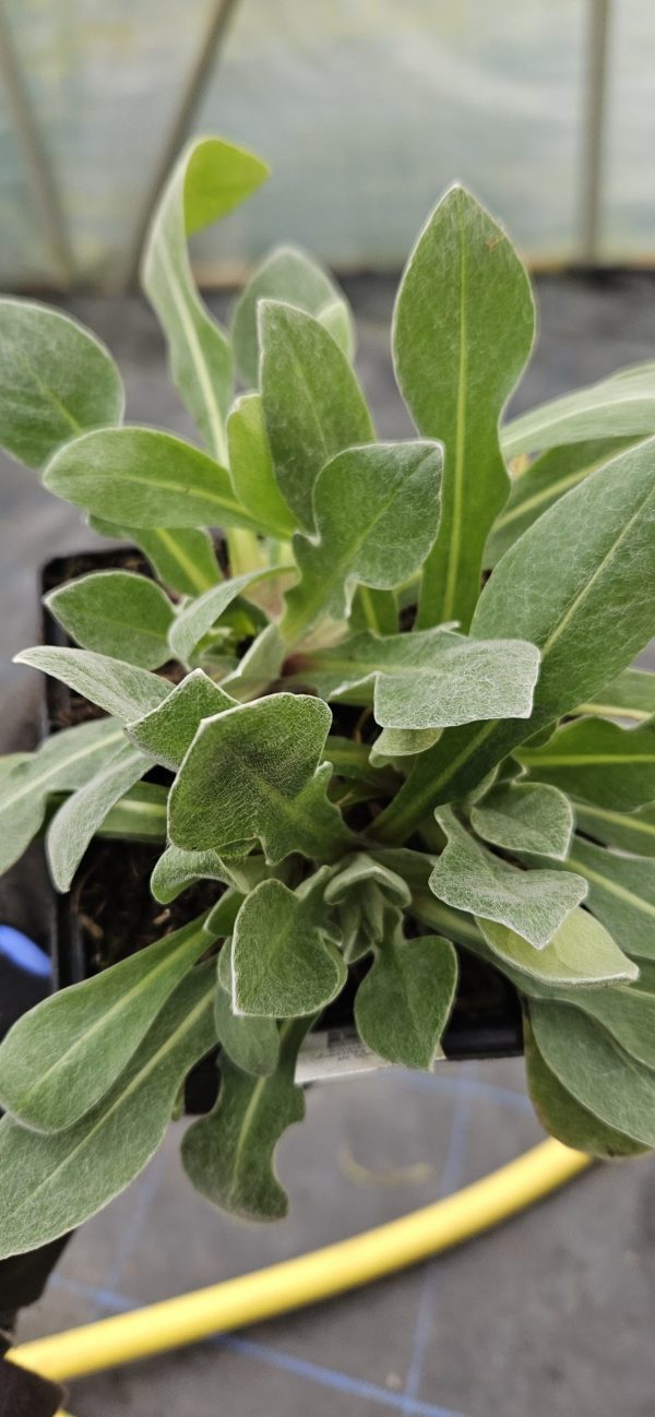 Centaurea montana 'Amethyst Dream'2 Centaurea montana 'Amethyst Dream'