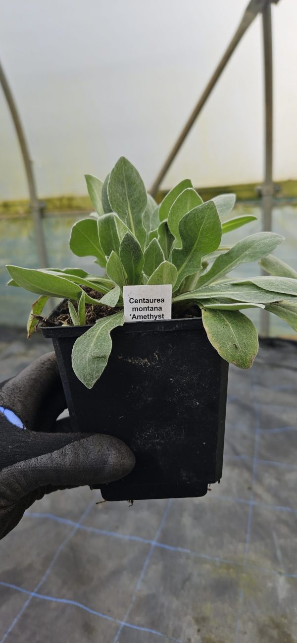 Centaurea montana 'Amethyst Dream'3 Centaurea montana 'Amethyst Dream'