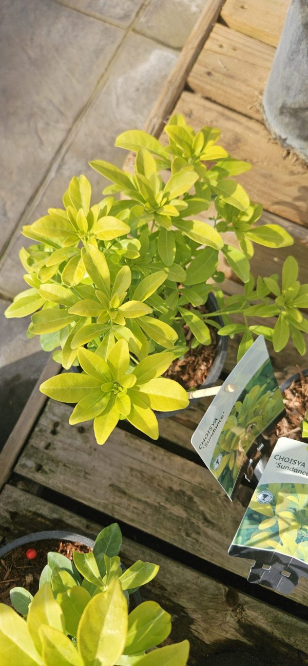 Choisya ternata 'Sundance'