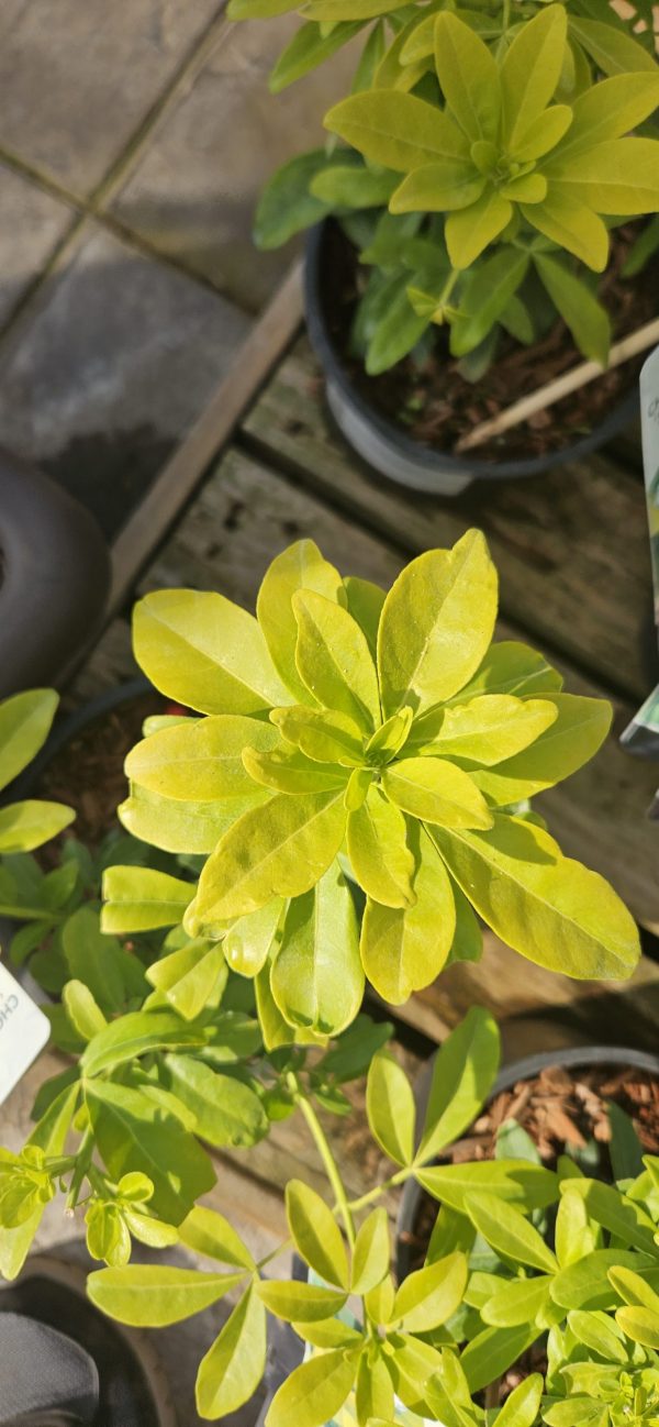 Choisya ternata 'Sundance'