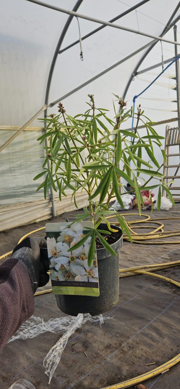 Choisya x dewitteana 'Aztec Pearl' Choisya x dewitteana 'Aztec Pearl'