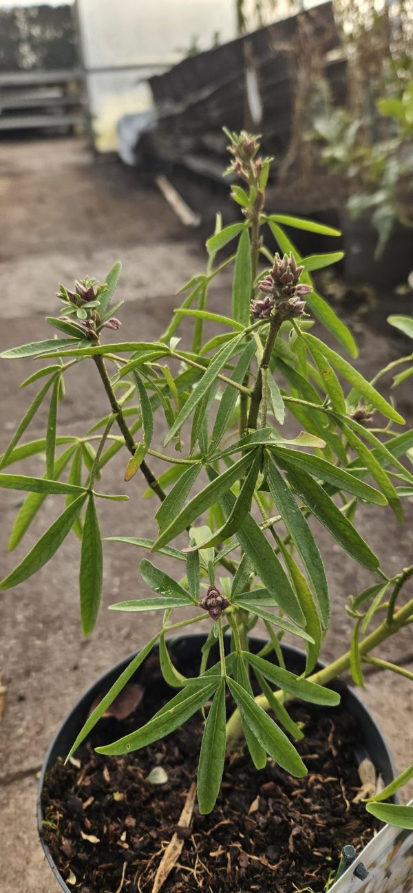 Choisya x dewitteana 'Aztec Pearl'2 Choisya x dewitteana 'Aztec Pearl'