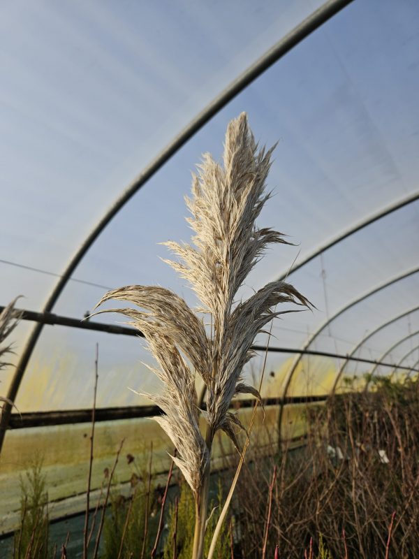 Cortaderia selloana 'Evita' 2 Cortaderia selloana 'Evita'
