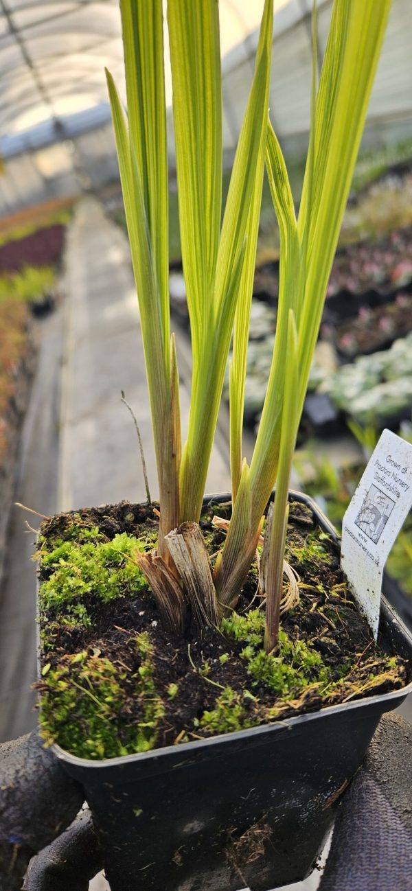 Crocosmia Firestars 'Hot Spot'