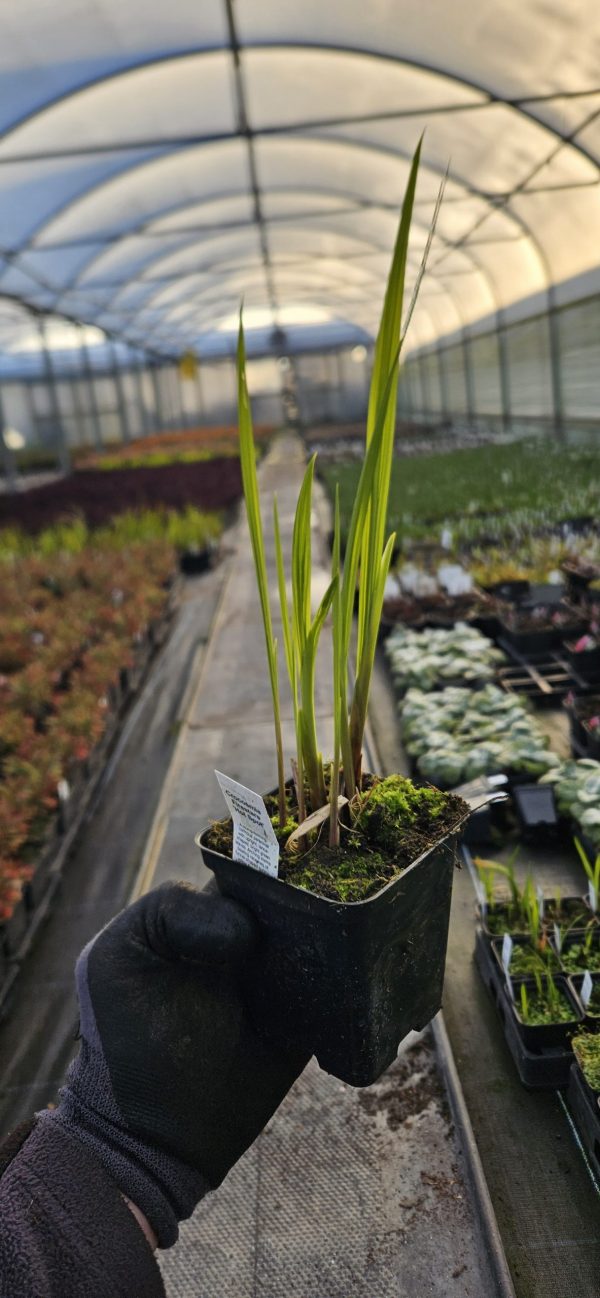 Crocosmia Firestars 'Hot Spot'
