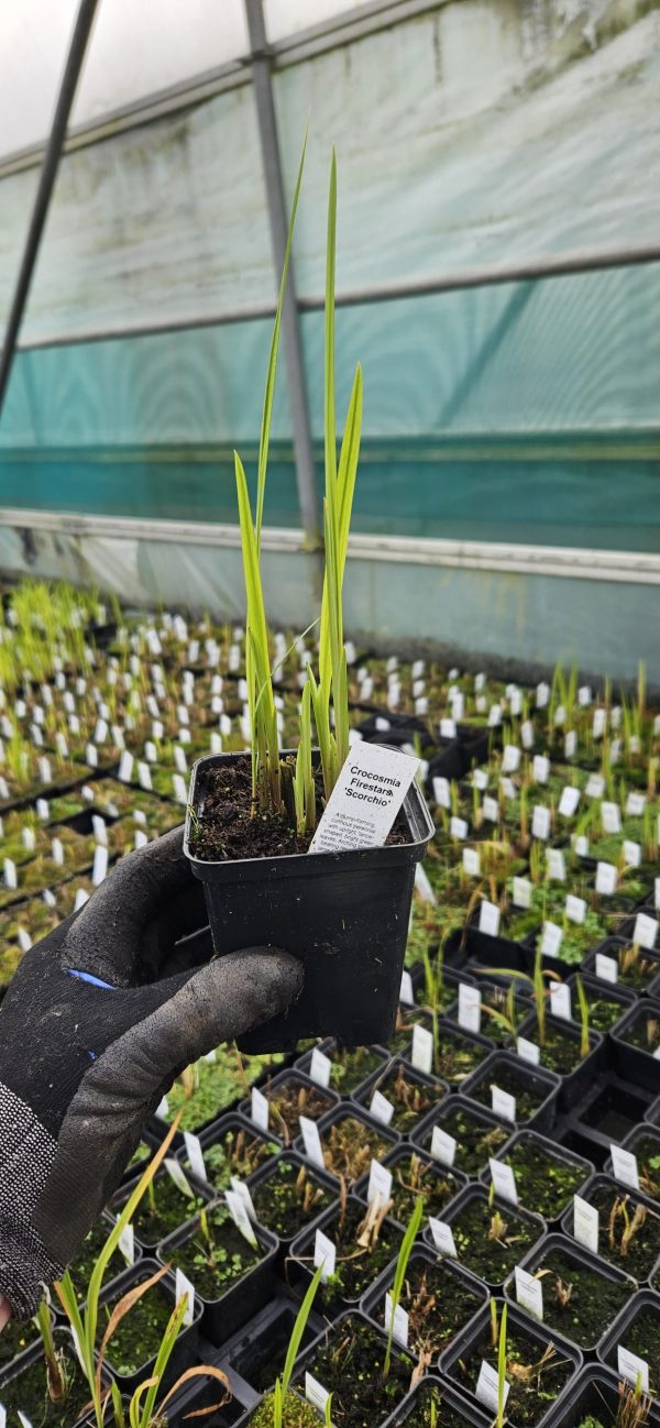 Crocosmia Firestars 'Scorchio'2 Crocosmia Firestars 'Scorchio'