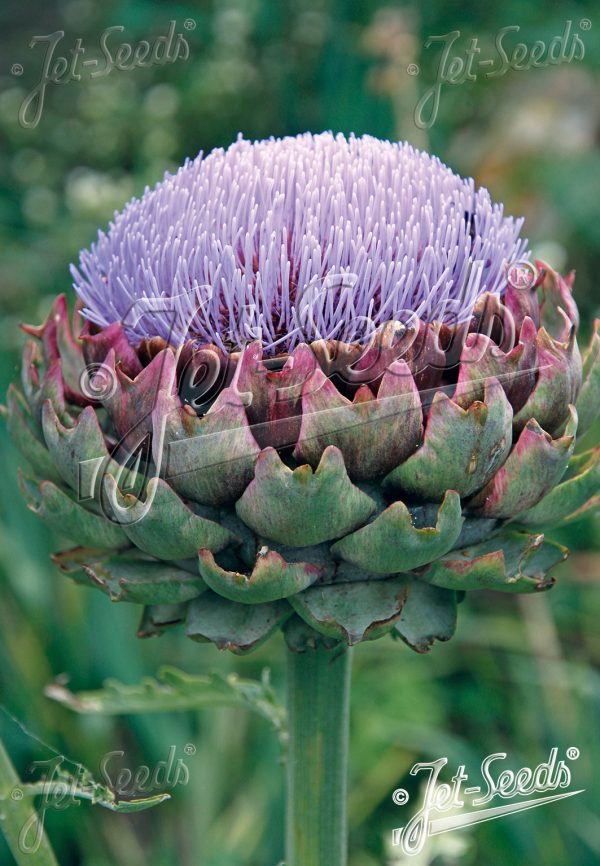 Cynara scolymus